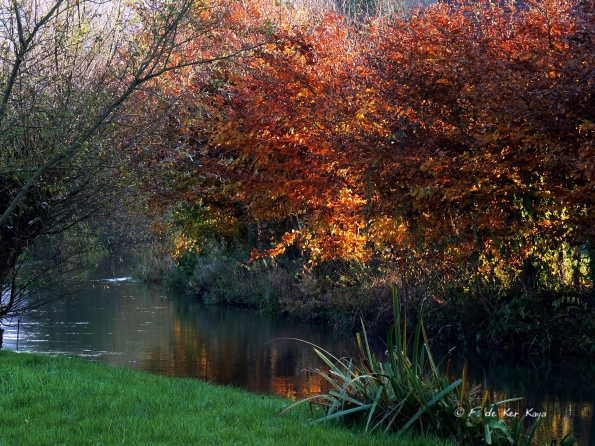 Chant d'automne 2012 (11)